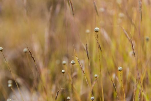 Dusita Wild flower blooming in Thailand (Lentibulariaceae, Utricularia Delphinioides)