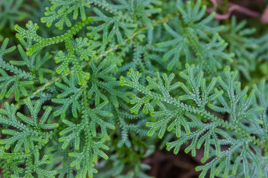 Thuja occidentalis, or eastern arborvitae close-up, Beautiful green plant background