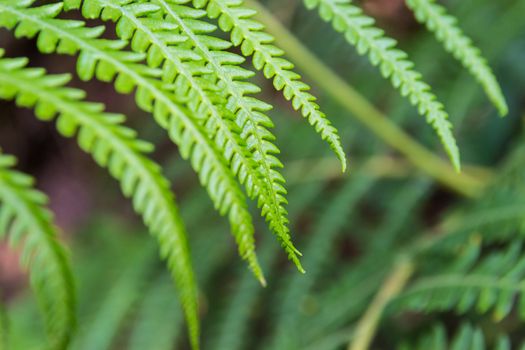 Green lush ferns growing in forest in wild