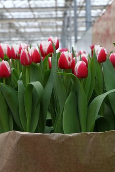 Close up tulip flowers wrapped with brown kraft paper for sale in greenhouse, high angle view
