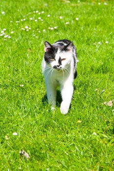Black and white cat walks in the green grass on sunny summer day.