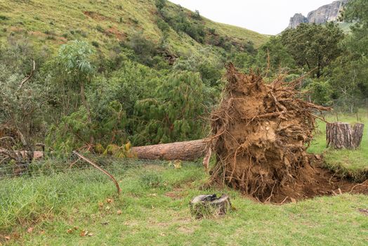 The exposed roots of a huge pine tree toppled by strong winds in the Kwazulu-Natal Drakensberg