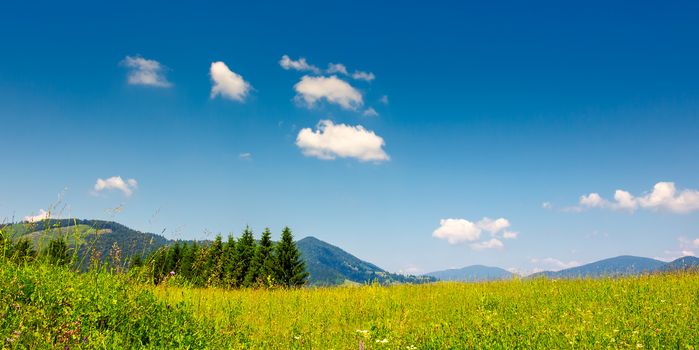 mountain summer landscape. pine trees near meadow and forest on hillside under  sky with clouds