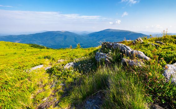 grassy meadow with giant boulders on the slope. mountain ridge on a beautiful sunny summer day. wonderful Carpathian landscape 