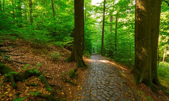 cobble stone path through forest. lovely nature scenery with tall trees and green foliage