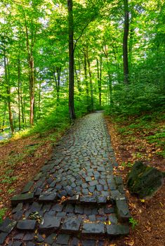 cobble stone path through forest. lovely nature scenery with tall trees and green foliage