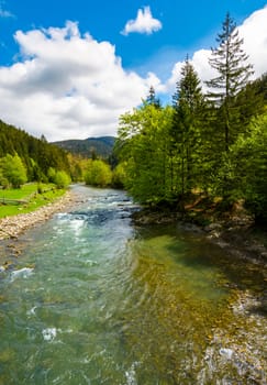 River flows among of a green forest at the foot of the mountain. Picturesque nature of rural area in Carpathians. Serene springtime day under blue sky with some clouds