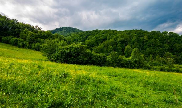 grassy pasture near the forest in stormy weather. natural agriculture concept. beautiful mountainous landscape.