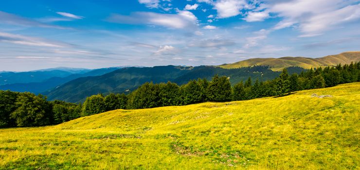 gorgeous weather over grassy slopes of Carpathians. wonderful mountain landscape with beech forests on hillside in summer time. Location Svydovets mountain ridge, Ukraine