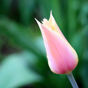 biautiful big yellow and pink tulip. photo. flowers spring