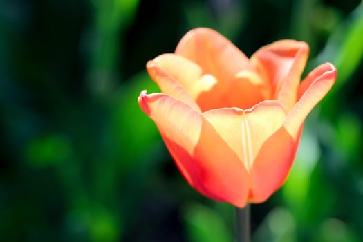 biautiful big yellow and orange tulip. photo. flowers spring background