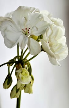 white geranium flower, just bloomed, flowers on the windowsill