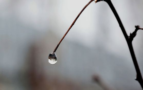 branch with raindrops in natural light, soft focus, narrow the focus area