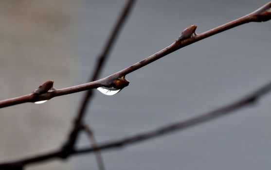 branch with raindrops in natural light, soft focus