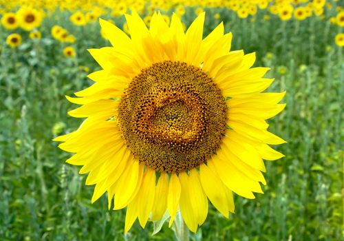Close up view of sunflower in the field with green blurred background.