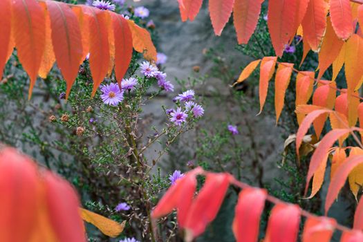 Wild autumn violet flowers behind orange leaves