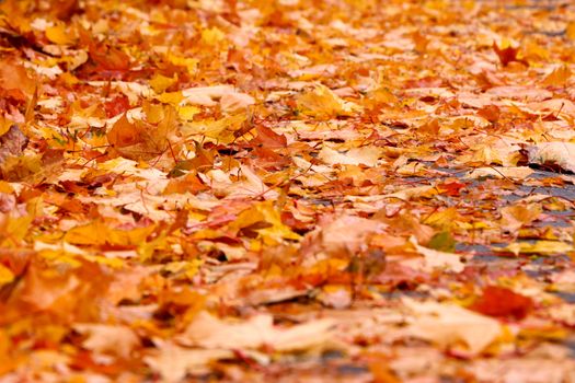 Autumn background from lot of colorful fallen yellow leaves on the ground outdoors, close up view