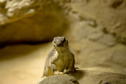 a desert iguana on the rock is looking
