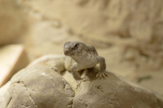 a desert iguana on the rock is looking