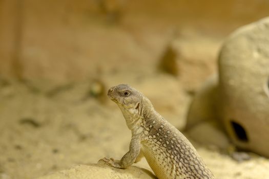 a desert iguana on the rock is looking