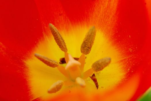 a tulip in at springtime macro picture