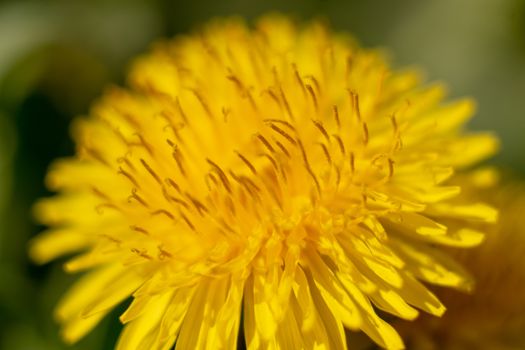 a dandelion in springtime macro picture taken