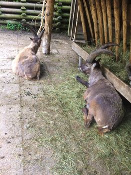 a capricorn is chilling on the ground in a zoo