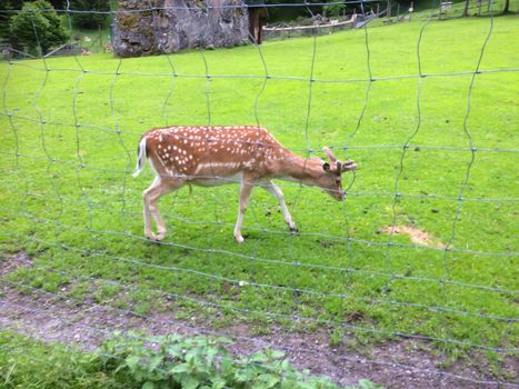 a hungry deer at a zoo in austria