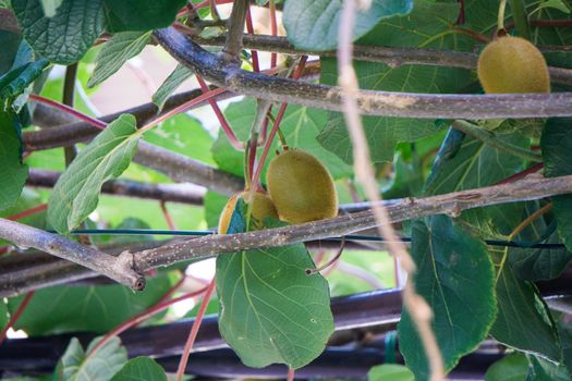 a kiwi plant in porec