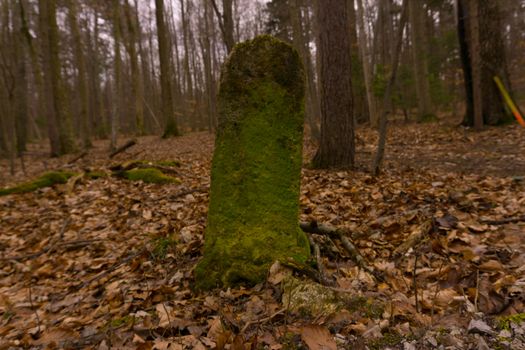 an old stone in the woods with green moss