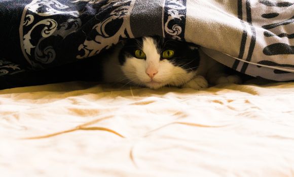 a cat is sleeping under the bedcover