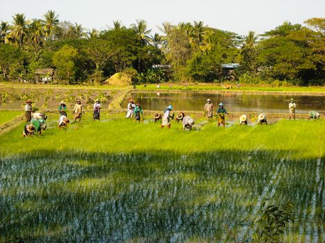 a rice field with farmers in burma