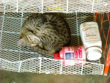a cat is sleeping next to the poison