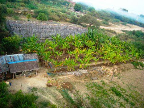 banana trees in burma at the tour