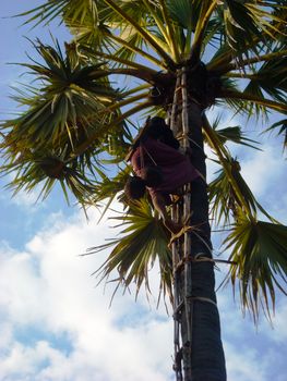 a cocos climber at a palm tree