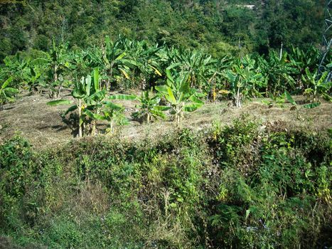 a plantage with banana trees in burma