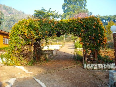 a nice garden with colorful trees in burma