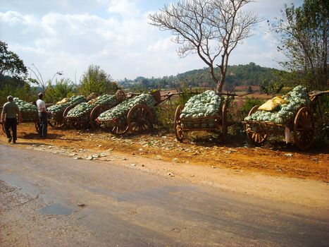 wood wagons with water melons in burma