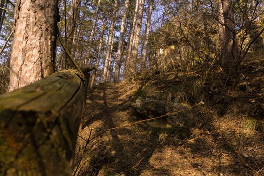 a forest path in spring time at day