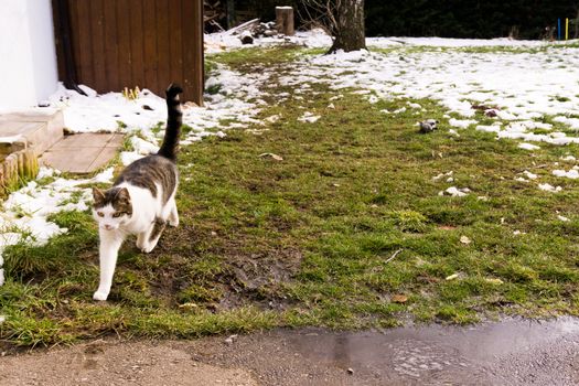 cat in the garden is running from the snow