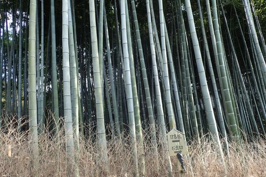 a japanese bamboo wood