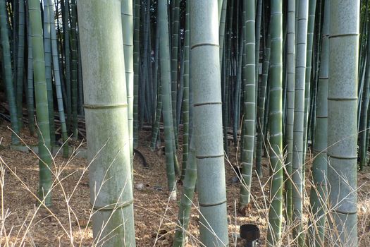 a japanese bamboo wood