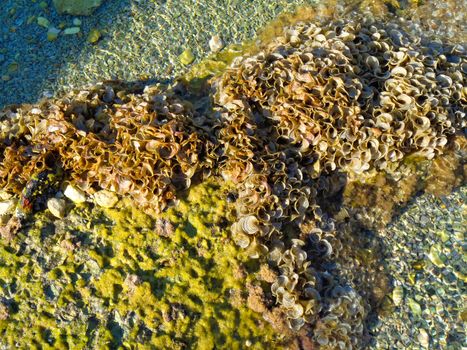 a rock with shells