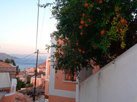 orange tree in greece