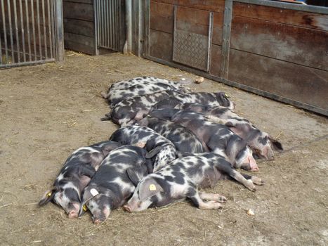 pigs at the farm