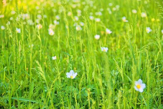 Beautiful spring green meadow with white blooms of flowers. Spring backgrounds and concept.