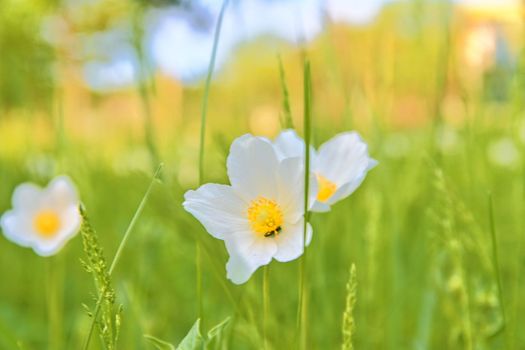 Beautiful spring green meadow with white blooms of flowers. Spring backgrounds and concept. Close-up.