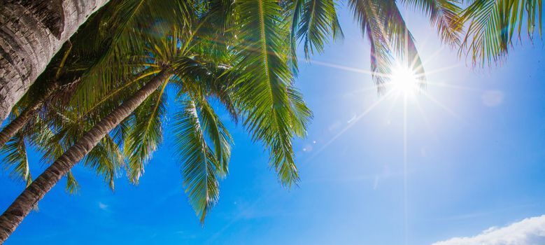 Sun shining through tall palm trees. Summer, travel, vacation, tourism, lifestyle and weather concept