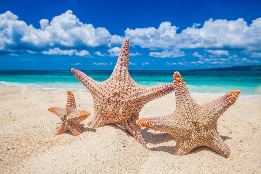 Family holiday concept - sea-stars walking on sand beach against waves background