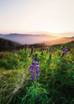 Landscape image of beautiful lupine blooms at sunset. Northern California, USA.